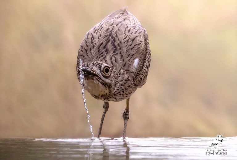Senegal Thick-knee (Burhinus senegalensis) drinking at the photo hide of Mandinari River Lodge, The 