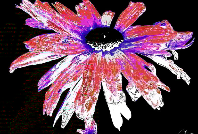 Digital Image of a photographic Daisy flower in distressed shades of red, white and black.