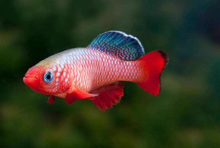 Premium studio-bred red killifish showing vibrant pigment and high color