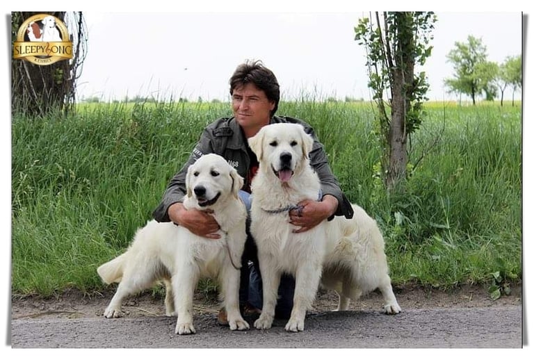 Golden Retrievers unique dogs in Sleepysong Kennel