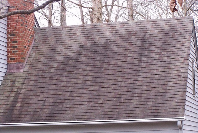 Is Gloeocapsa magma eating your roof? roof wash roof washing