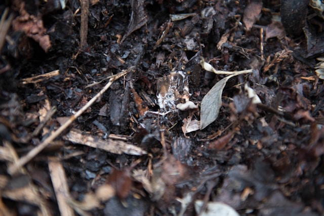 already done compost with the right ingredients