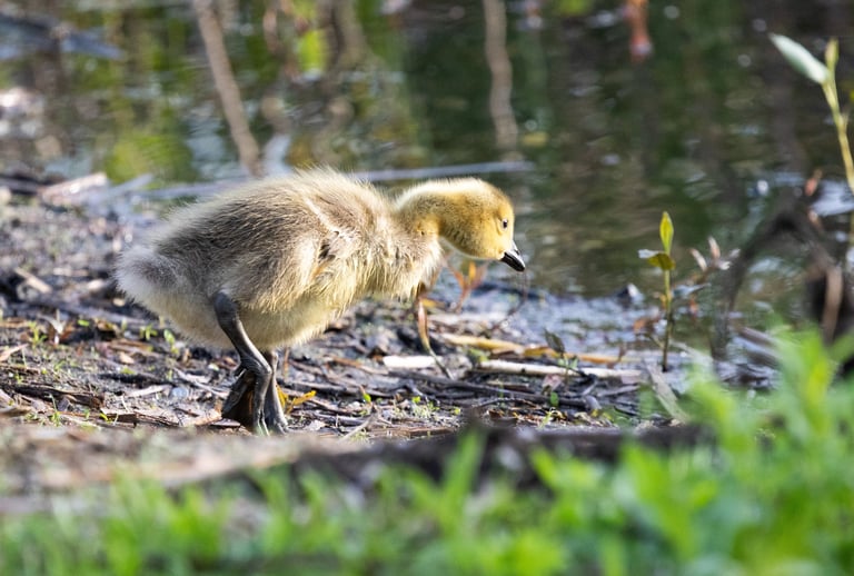 Canadian gosling