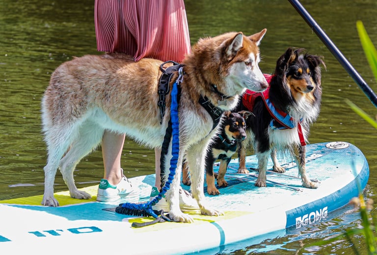 Des chiens pendant une séance de Cani-paddle