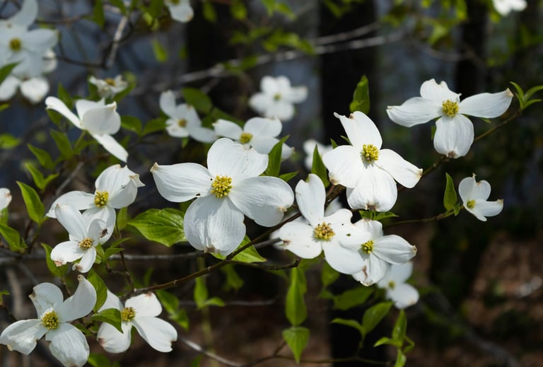 white Dogwood flowers in shade