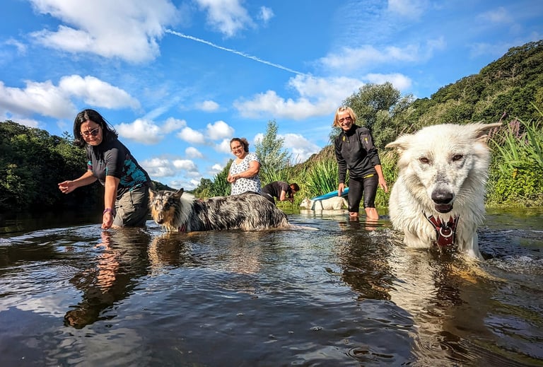 Une séance d'aqua school avec des chiens et leurs humains dans une rivière