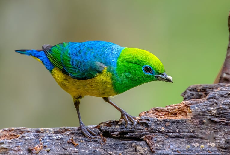 foto do gaturamo bandeira 