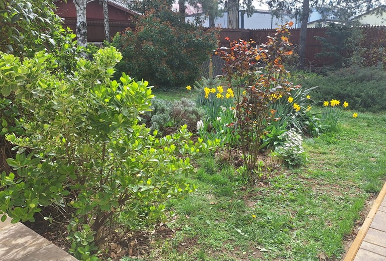 a bunch of flowers, bushes and perennials as companions in our garden