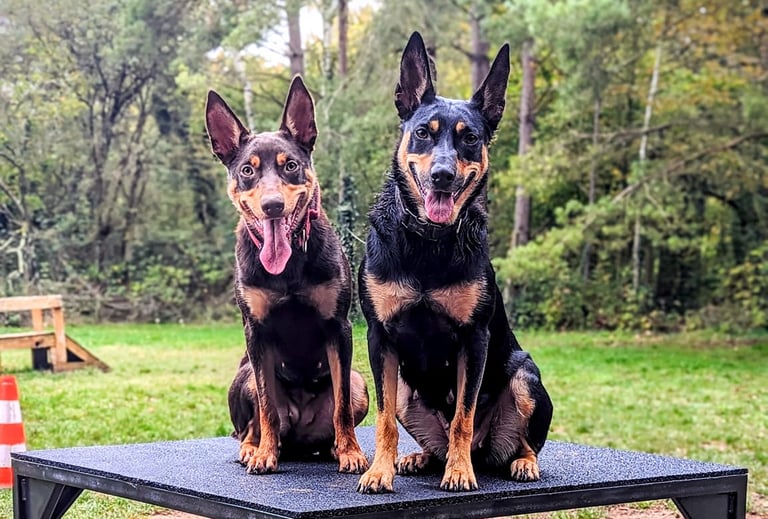 Deux Kelpie Australien assis sur une table dans un terrain d'éducation canine