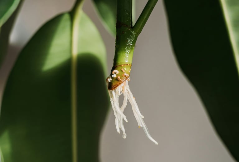 Cutting with new roots