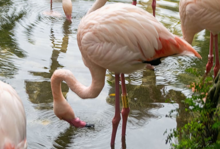 Exp Virtual Jose Ferri II - 16