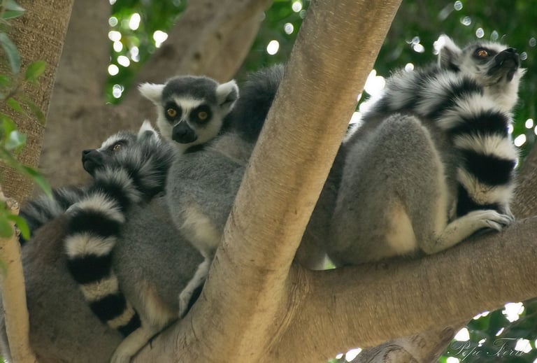 Exp Virtual Jose Ferri II - 14