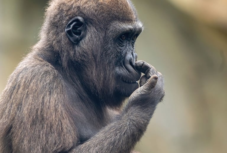 Exp Virtual Jose Ferri II - 12