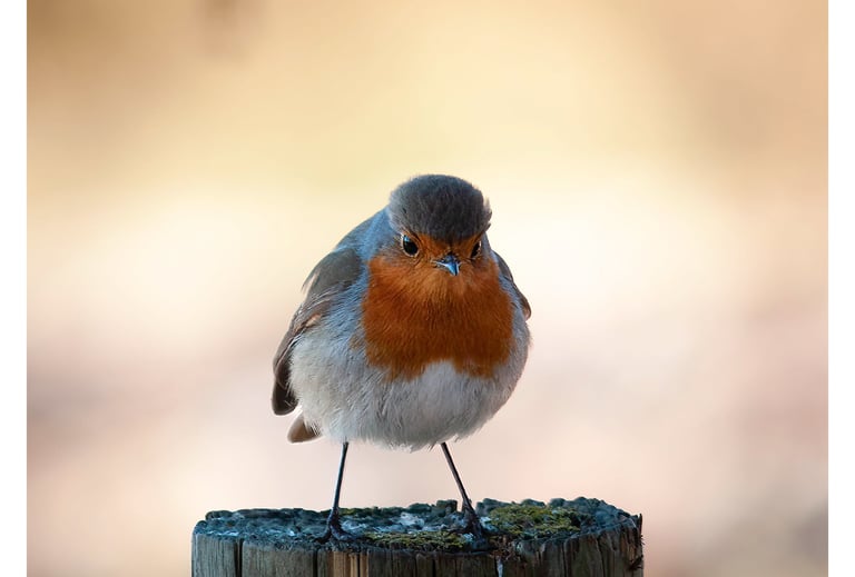 PETIRROJO (ERITHACUS RUBECULA)