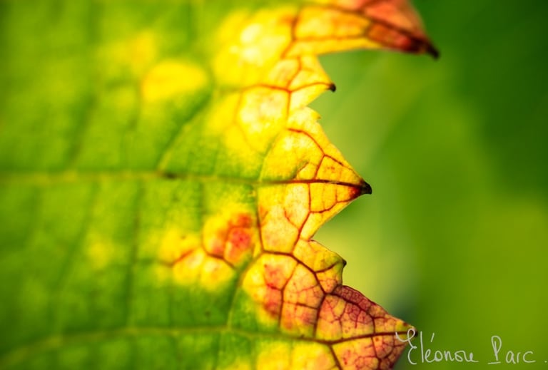 Détail d'une feuille de vigne évoquant des pates de dinausiores, série Feuille de Vin  