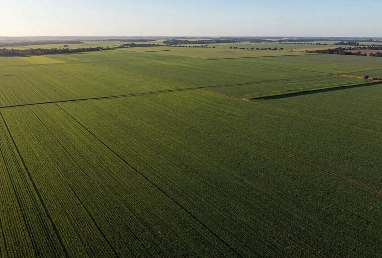 An expansive aerial view of Brazilian farmland crops forming geometric patterns, using a palette of Deep Moss Green and Forest Green, under a clear morning sky, representing Agrarian and Land Law expertise.