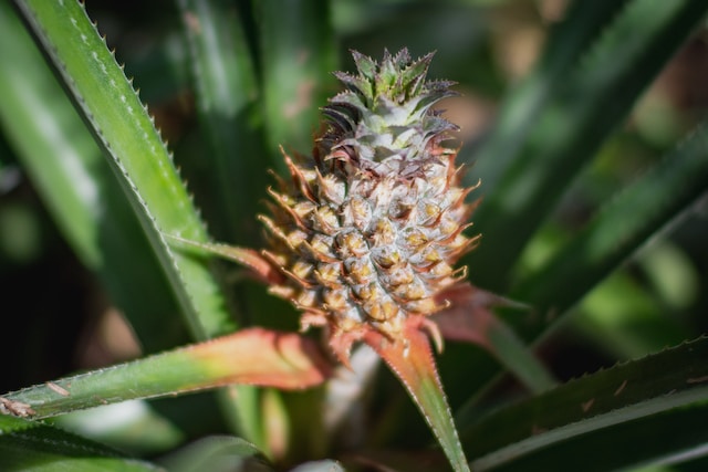 exotic Pineapple Plant leaves with a small pineapple on top