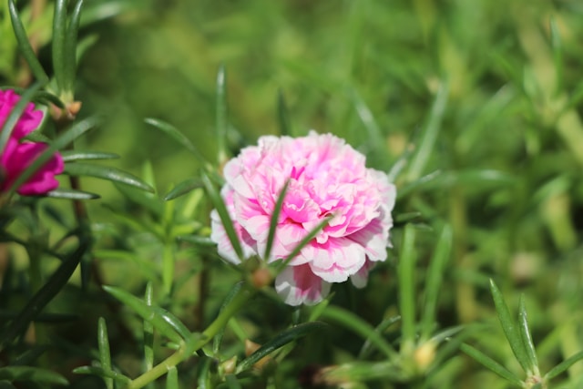 a pink Portulaca flowering full sun hanging basket plant