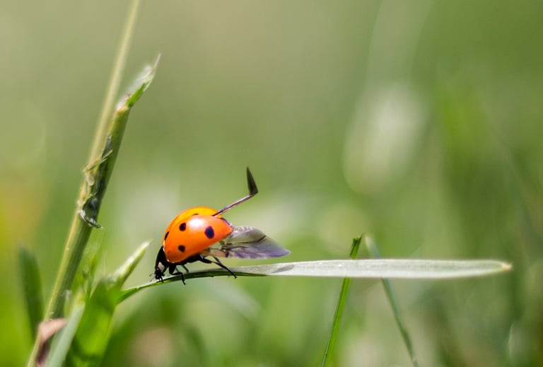 A red ladybug with black spots opens its wings to fly off a green blade of grass in a field.