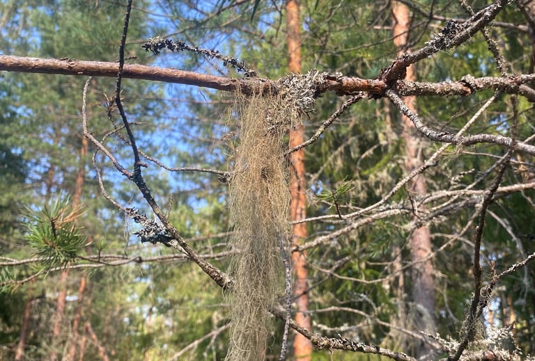 Mother hair - lichen - Estonia