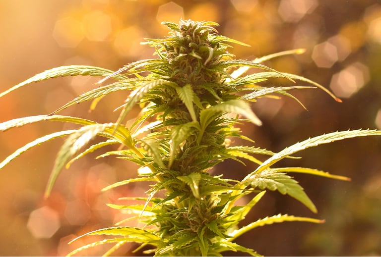 Outdoor Cannabis Plant
