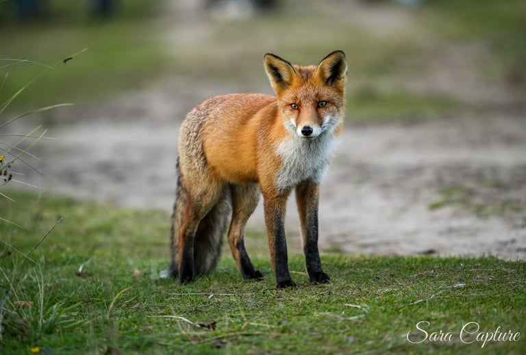 Fauna en flora