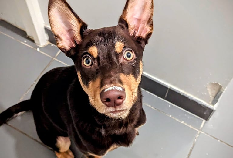 Un kelpie australien qui a gratté et mordu le mur de l'appartement