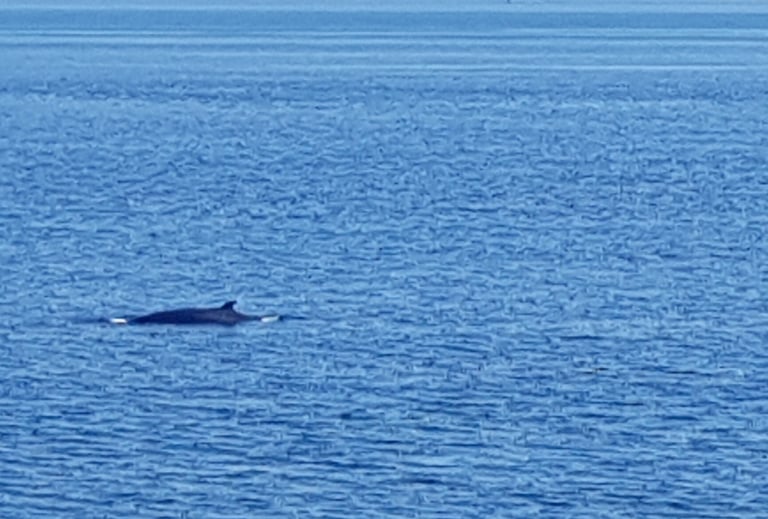 tadoussac baleines