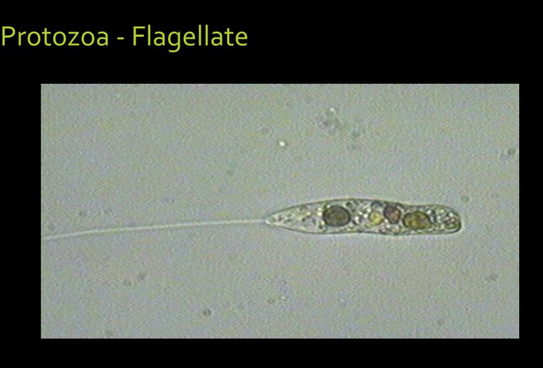 microscope image of a living soil flagellate