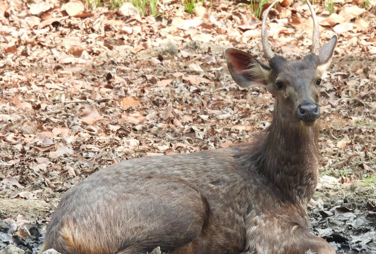 sambar deer in bardiya national park
