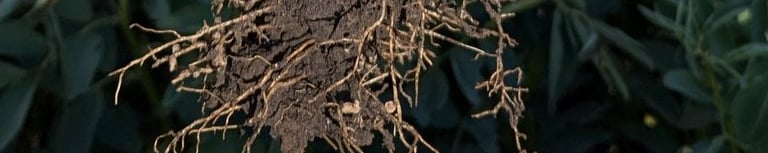 image of Faba bean plant roots