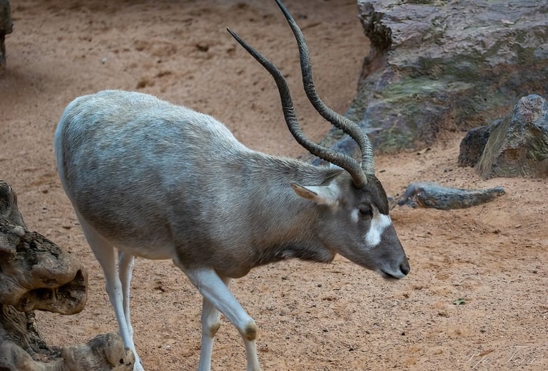 Exp Virtual Jose Ferri II - 4