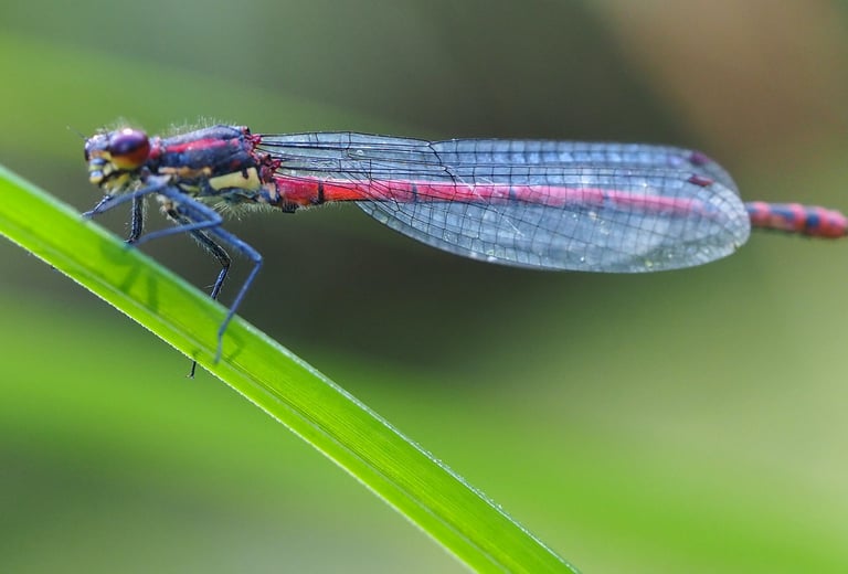 Libellule nymphe au corps de feu