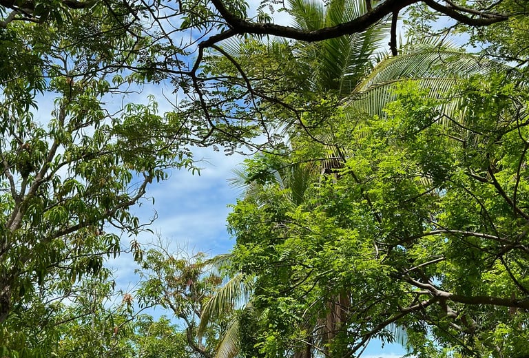 palm trees and mango trees at plaza mango verde