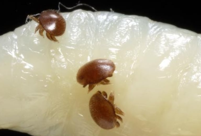 Macro view of brown Varroa destructor mites infesting a honey bee larva.