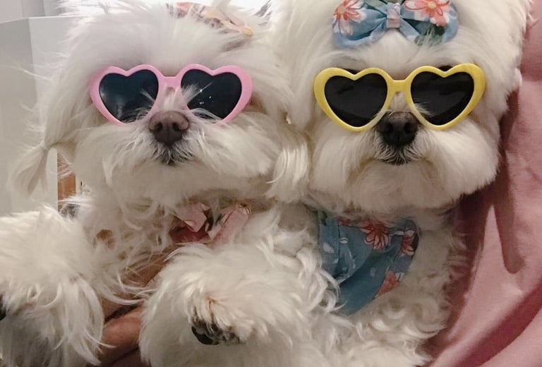 a white dog wearing sunglasses and sunglasses