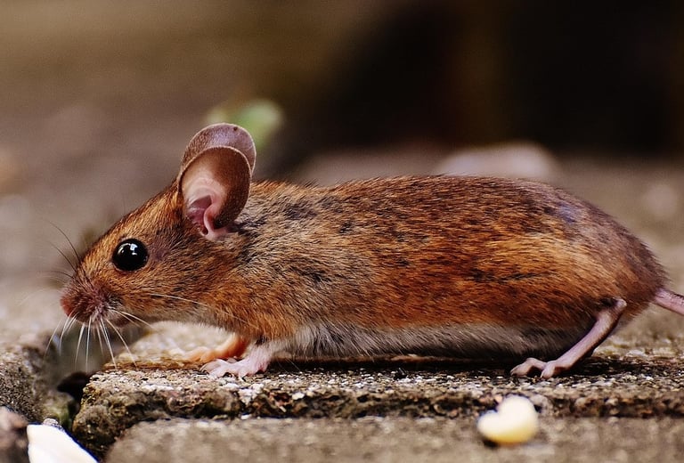 Maus im Hof