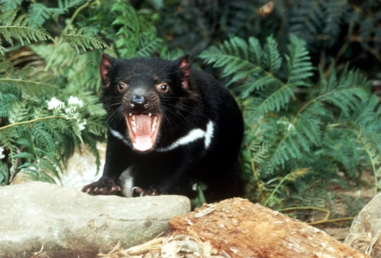 Donde ver diablos de Tasmania