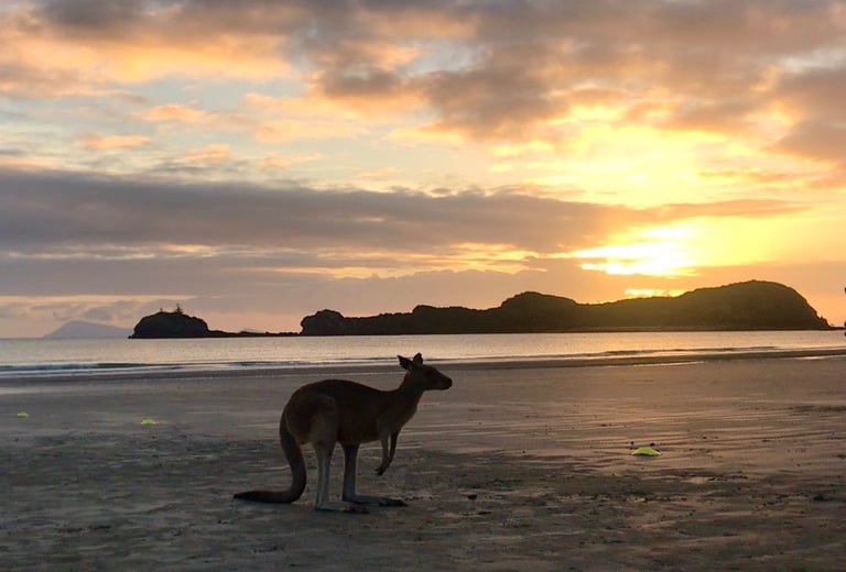 Donde ver canguros en Australia