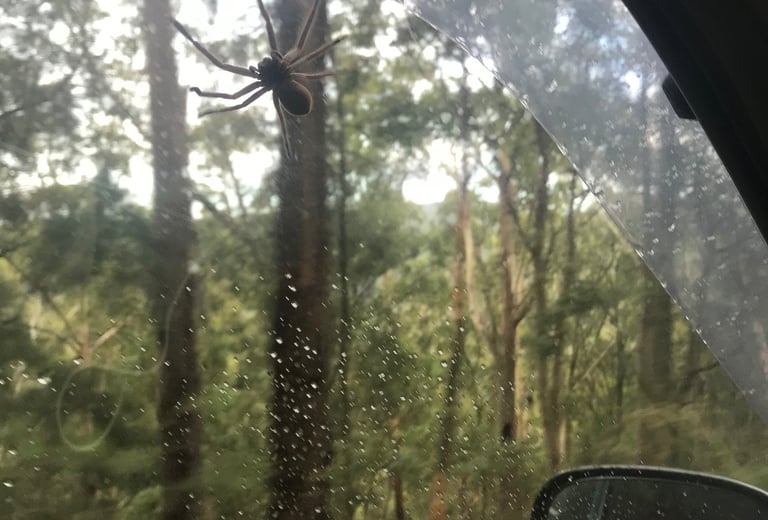 Arañas en Australia
