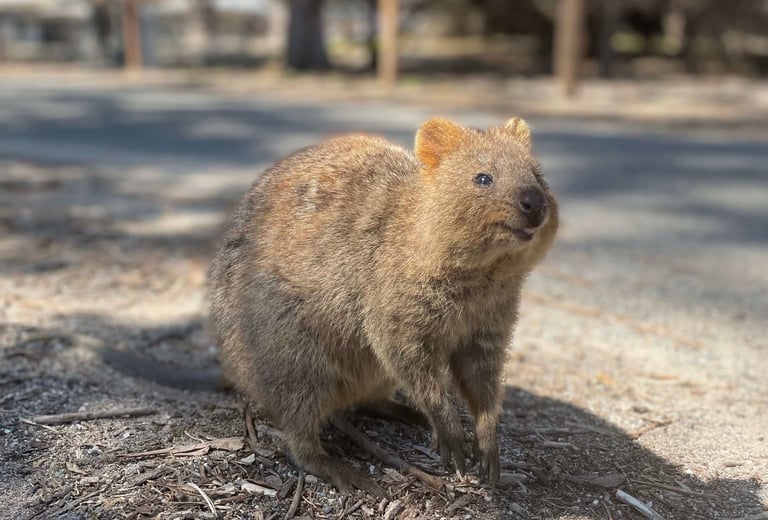 El quokka es el animal mas feliz del mundo