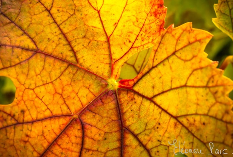 Série Feuille de Vin ref FV-07 ©Eléonore Parc
