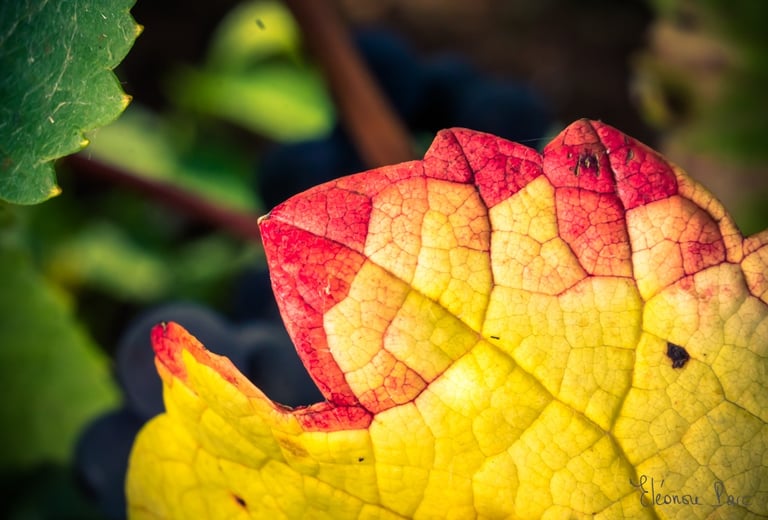 Série Feuille de Vin ref FV-08 ©Eléonore Parc