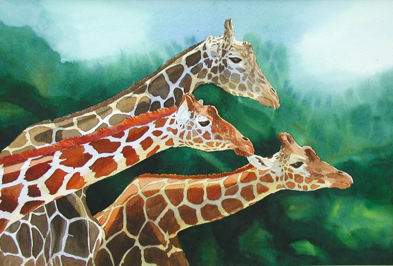 Giraffes