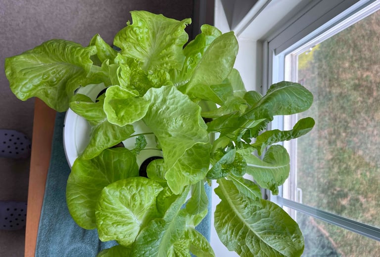 Lettuce growing in a hydroponic grow bucket near a window