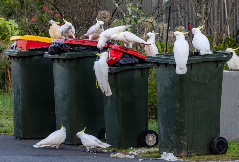 Dirty Bins