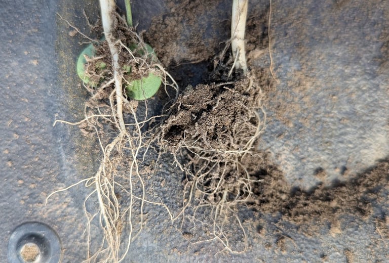 comparison of early season canola roots between regenerative and conventional practices