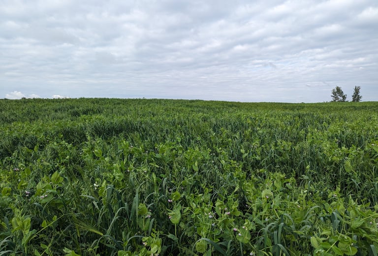 image of a mixed species forage crop field of rye and peas and clover