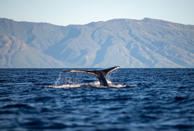 Whale Watching Maui Buckelwale