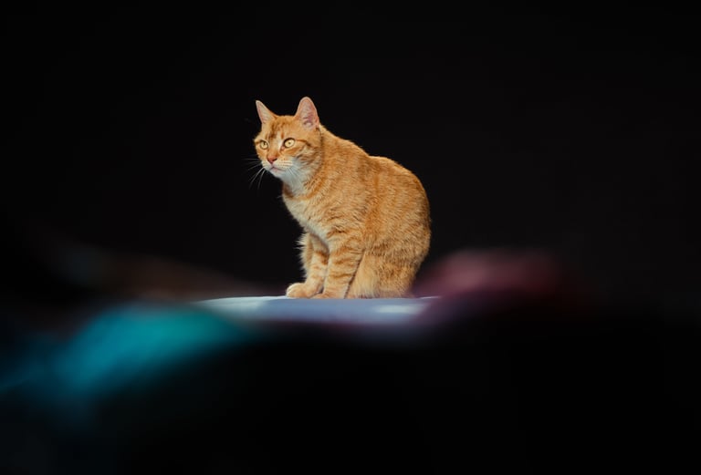 photographe animalier brest finistère